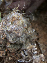 Anacampseros albidiflora