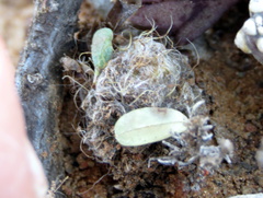 Anacampseros albidiflora