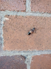 Phoracantha semipunctata