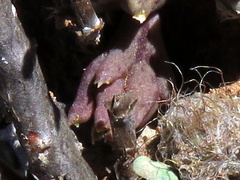 Piaranthus comptus