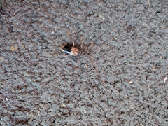 Phoracantha semipunctata