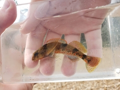 Meramec Saddled Darter photo 4