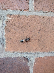 Phoracantha semipunctata