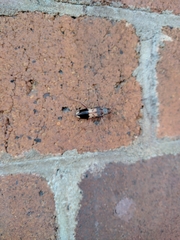 Phoracantha semipunctata