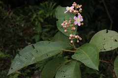 Miconia megalantha