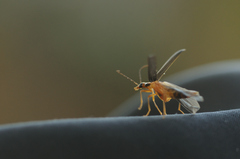 Nacerdes carniolica