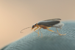 Nacerdes carniolica