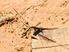 Sceloporus teapensis