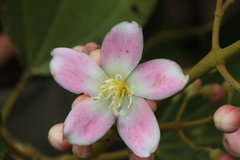 Miconia megalantha