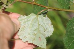 Phyllocnistis labyrinthella