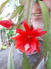 Disocactus ackermannii