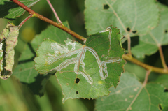 Phyllocnistis labyrinthella