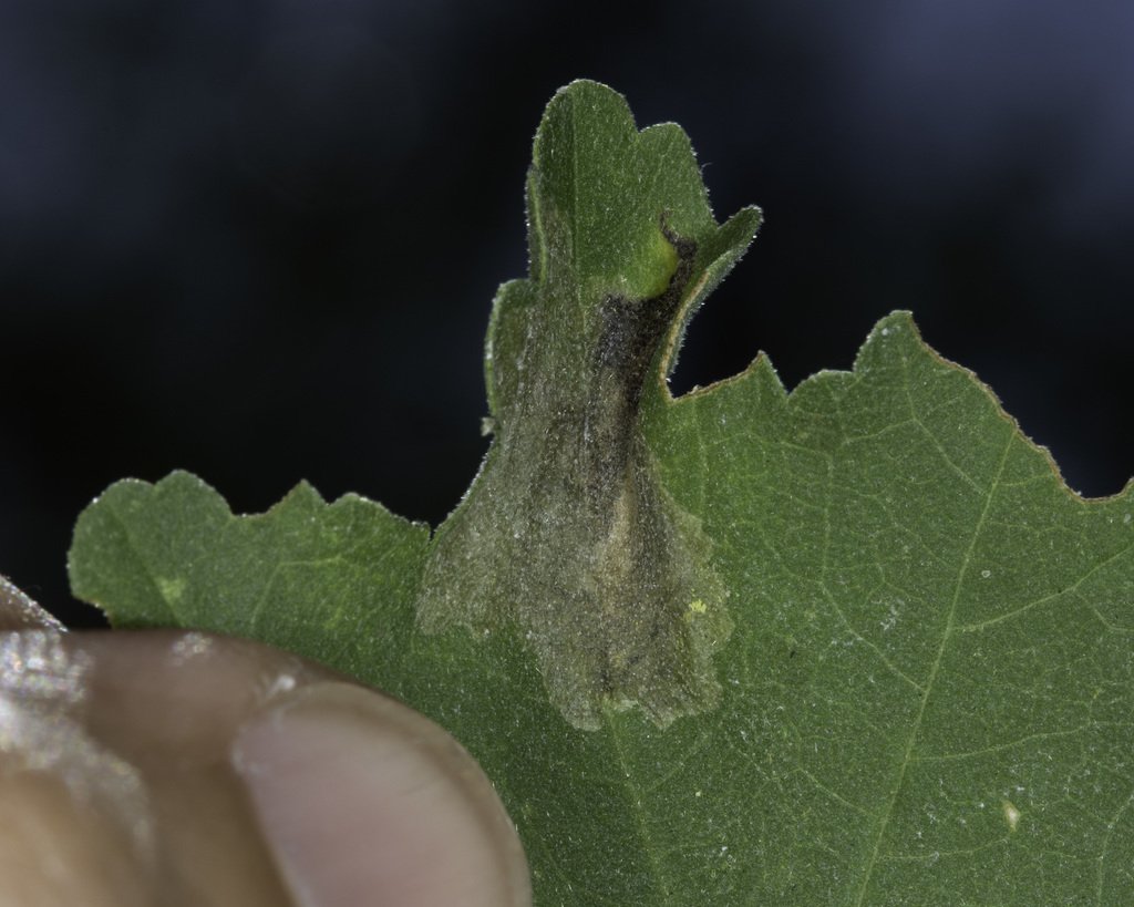 Astrotischeria omissa