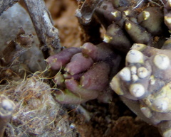 Piaranthus comptus