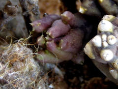 Piaranthus comptus
