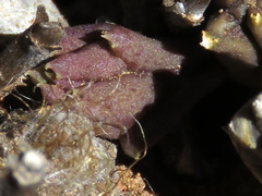 Piaranthus comptus
