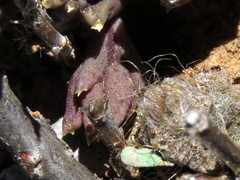 Piaranthus comptus