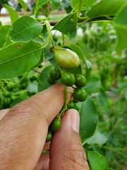 Contarinia virginianiae