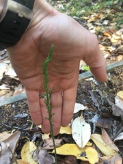 Platanthera unalascensis