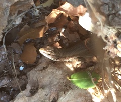 Algyroides moreoticus