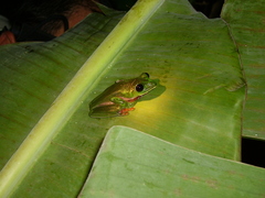Agalychnis moreletii