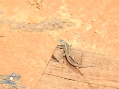 Sceloporus teapensis