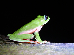 Agalychnis moreletii