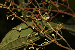 Miconia nutans
