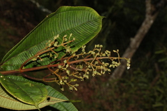 Miconia nutans