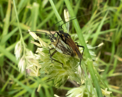 Leptopterna dolabrata