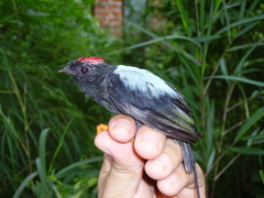 Chiroxiphia linearis