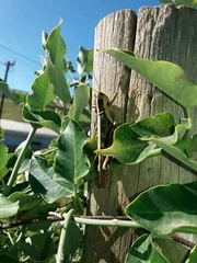 Acrididae