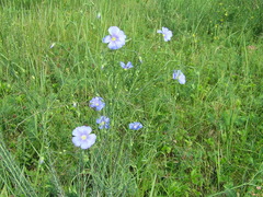 Linum austriacum