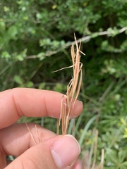 Andropogon virginicus