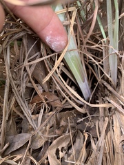 Andropogon virginicus