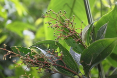 Miconia nutans
