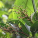 Miconia nutans - Photo (c) humbertomendozacifuentes, some rights reserved (CC BY-NC), uploaded by humbertomendozacifuentes