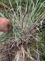 Andropogon virginicus