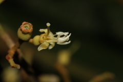 Miconia nutans