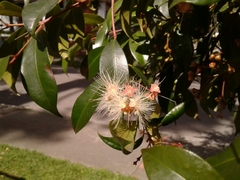 Syzygium paniculatum
