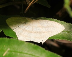 Acropteris ciniferaria