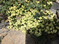 Galium megalospermum