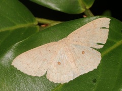 Perixera flavispila