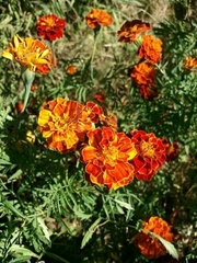 Tagetes lunulata