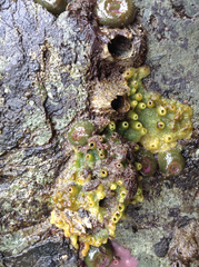 Halichondria panicea