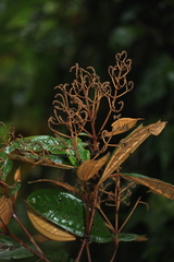 Miconia punctata