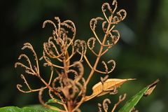Miconia punctata