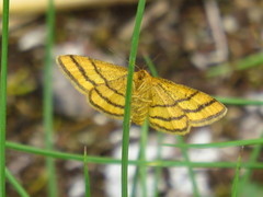 Idaea aureolaria