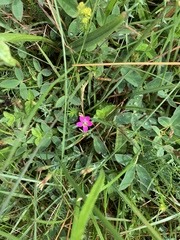 Dianthus deltoides deltoides