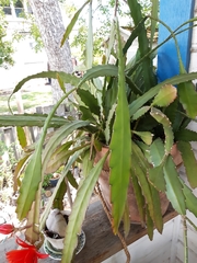 Disocactus ackermannii